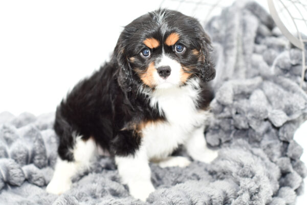 [#25101-01] - Tri-Colored M Cavalier King Charles Spaniel Puppies for Sale