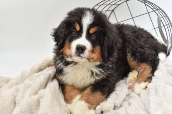 [#24102-01] - Black Tan / White M Bernese Mountain Dog Puppies for Sale
