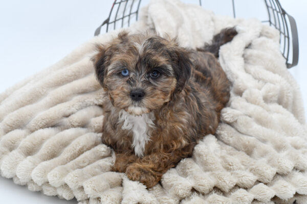 [#25163-03] - Sable M Poodle Mini/Shih Tzu Puppies for Sale