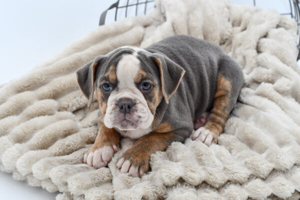 [#25328-05] - Blue F Olde English Bulldog Puppies for Sale
