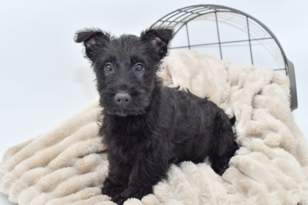 [#2525-02] - Black F Scottish Terrier Puppies for Sale
