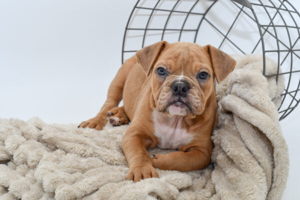 [#25117-05] - Lilac Merle F Victorian Bulldog Puppies for Sale