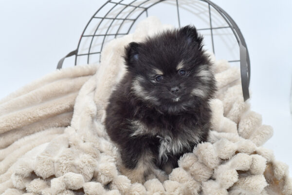 [#25272-01] - Black / Tan F Pomeranian Puppies for Sale