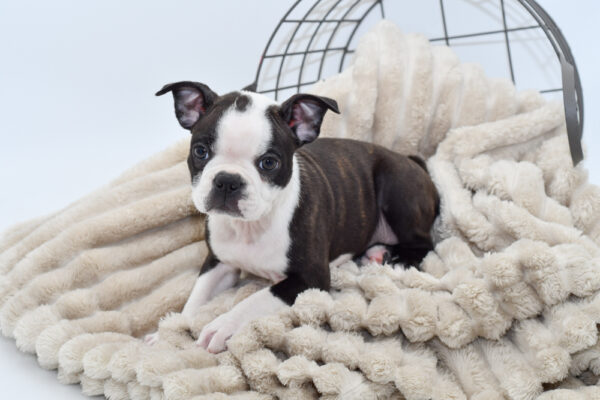 [#25332-07] - Black / White F Boston Terrier Puppies for Sale