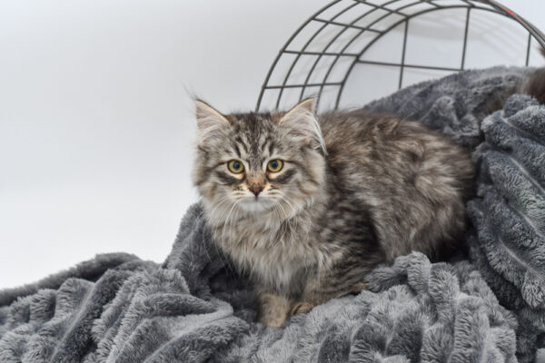 [#243565-06] - Silver Tabby F Siberian Cat Kittens for Sale