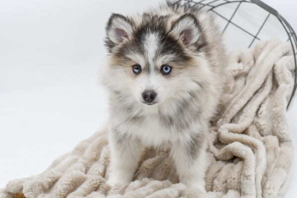 [#243808-06] - Gray / White F Pomsky Puppies for Sale