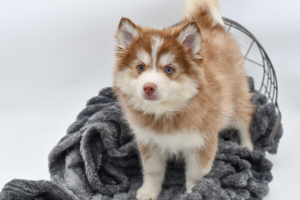 [#2582-01] - Chocolate / White M Pomsky Puppies for Sale