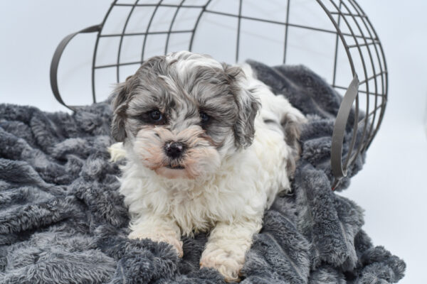 [#25249-02] - White Blue Merle M Daisy Dog Puppies for Sale