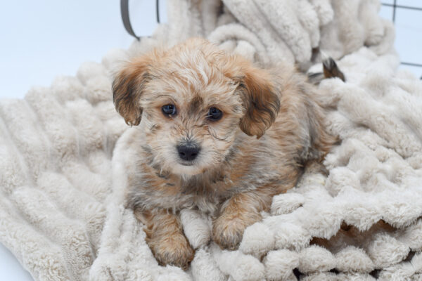 [#25361-06] - Brown / White F Yochon Puppies for Sale