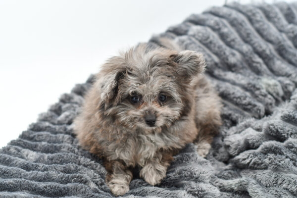 [#25231-02] - Blue Merle F PomAPoo Puppies for Sale