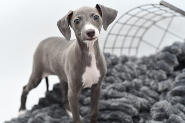 [#25238-05] - Blue / White F Italian Greyhound Puppies for Sale