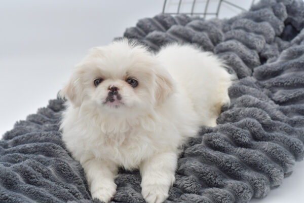 [#25251-02] - Cream / White F Pekingese Puppies for Sale