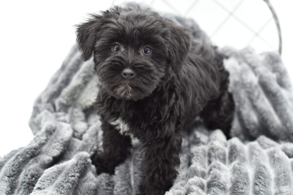 [#25518-04] - Black F Maltese/Min Schnauzer Puppies for Sale