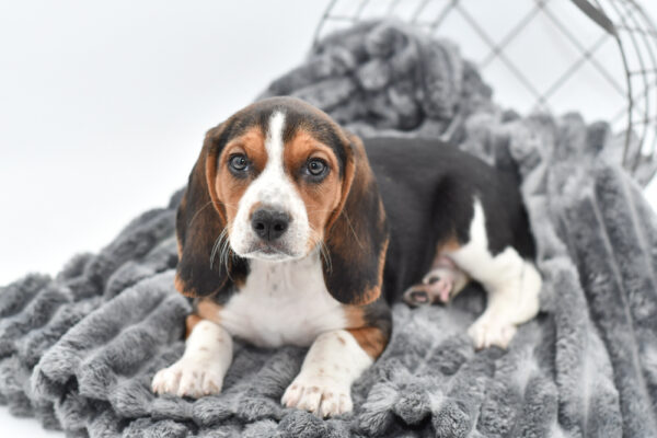 [#25283-01] - Tri-Colored M Beagle Puppies for Sale