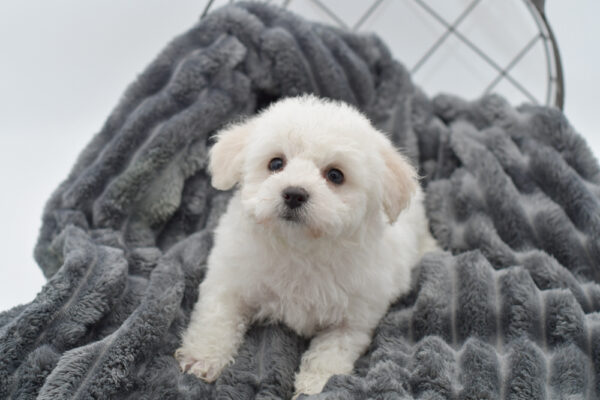[#25355-02] - White M Bichon Frise Puppies for Sale