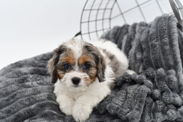 [#25282-02] - Blue Merle / Tan M Cavapoo Puppies for Sale