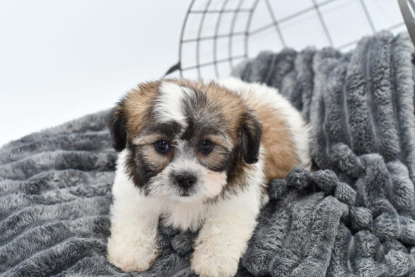 [#25323-02] - Sable / White M Teddy Bear Puppies for Sale