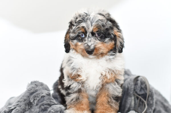 [#25328-06] - Blue Merle F Bernedoodle Mini Puppies for Sale
