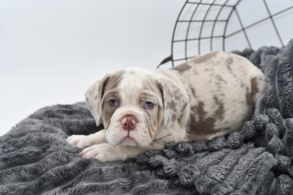 [#25380-01] - Lilac Merle M Bulldog/Bulldog-Beagle Puppies for Sale