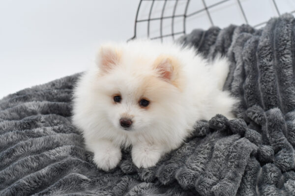 [#25400-01] - White M Pomeranian Puppies for Sale