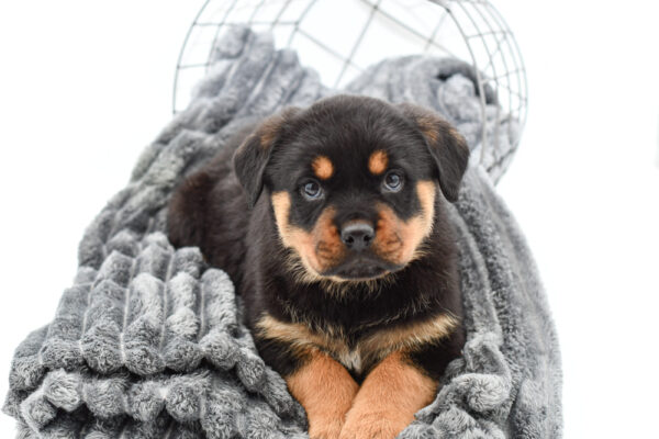 [#25422-06] - Black / Tan F Rottweiler Puppies for Sale