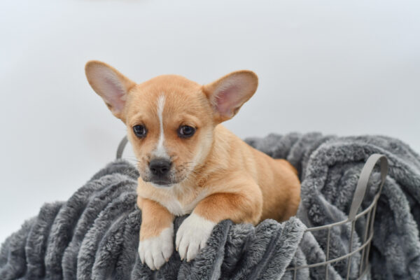 [#25443-01] - Red Merle F French Bulldog/Pembroke Welsh Corgi Puppies for Sale