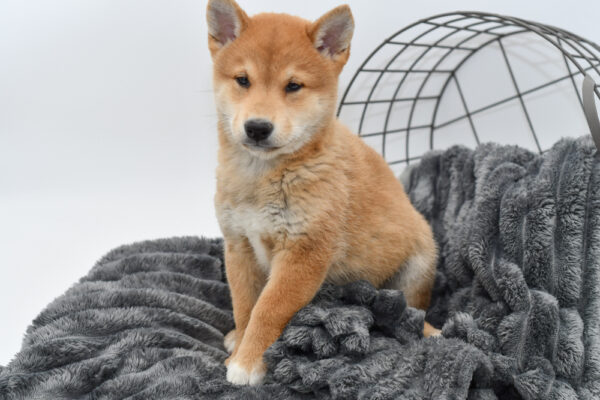 [#25461-01] - Red M Shiba Inu Puppies for Sale