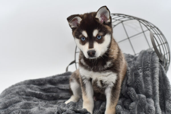 [#25491-01] - Black / White M Alaskan Klee Kai Puppies for Sale