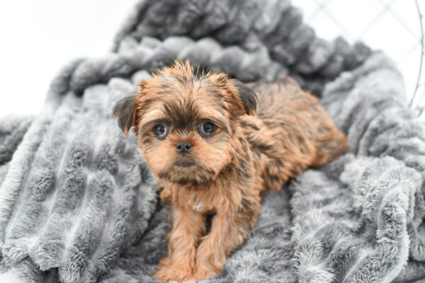 [#25392-01] - Belge F Yorkie/Brussels Griffon Puppies for Sale