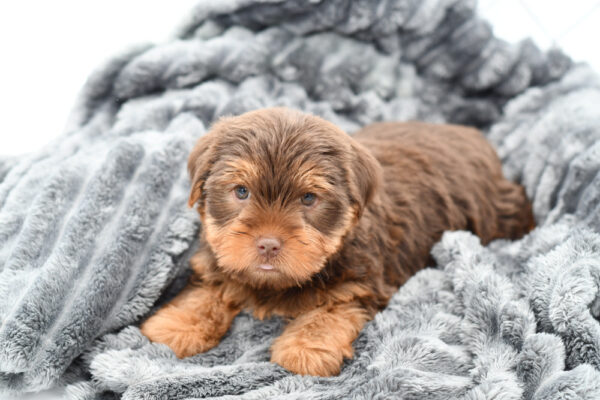 [#25385-04] - Chocolate F Yorkshire Terrier Puppies for Sale