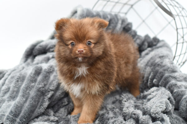 [#25388-01] - Chocolate M Pomeranian Puppies for Sale