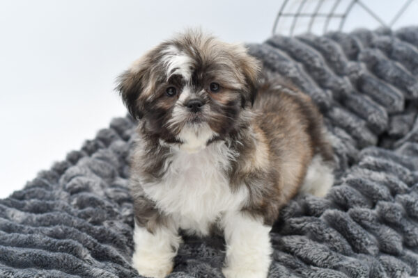 [#25352-01] - Brindle / White M Shih Tzu Puppies for Sale