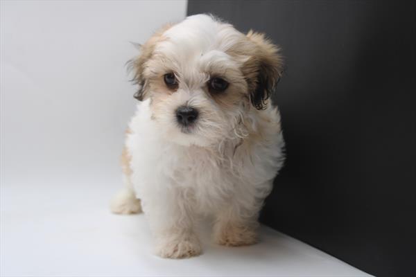 [#25565-02]  - Black Brindle M Havanese Puppies for Sale