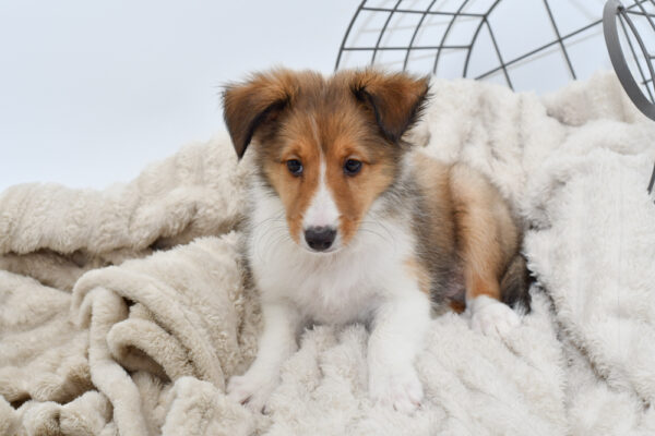 [#25449-03] - Sable / White M Shetland Sheepdog Puppies for Sale