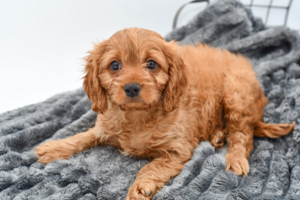 [#25437-03] - Red M Cavalier King Charles Spaniel/Goldendoodle Mini Puppies for Sale