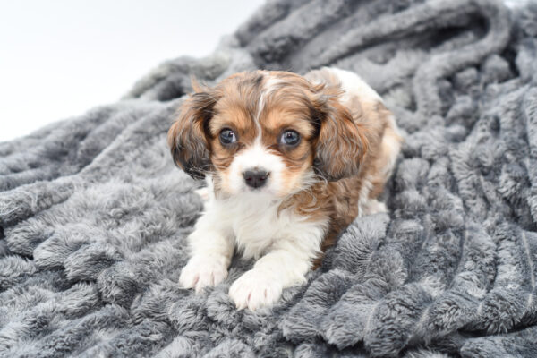 [#25462-05] - Blue Merle / White F Cavachon Puppies for Sale