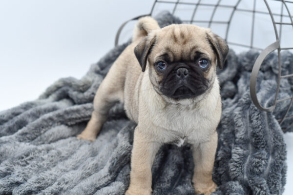 [#25485-04] - Fawn M Pug Puppies for Sale