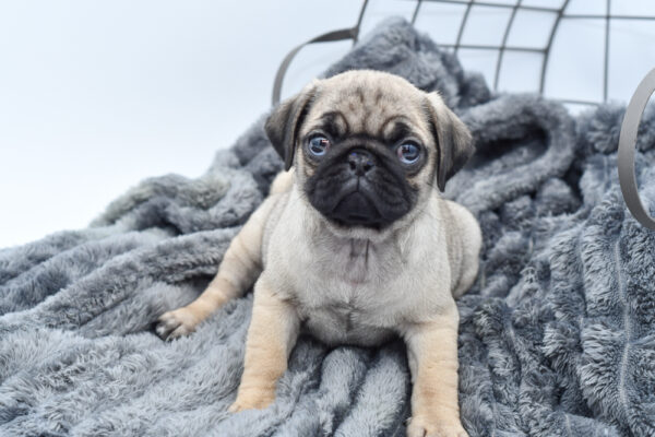 [#25485-05] - Fawn F Pug Puppies for Sale