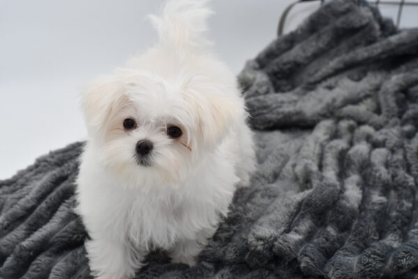 [#25218-05] - White F Maltese Puppies for Sale