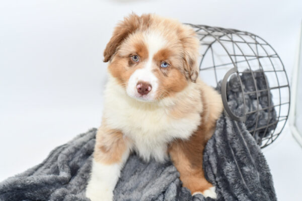 [#25412-01] - Red Merle M Miniature American Shepherd Puppies for Sale