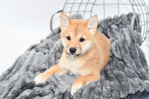 [#25581-01] - Red M Shiba Inu Puppies for Sale