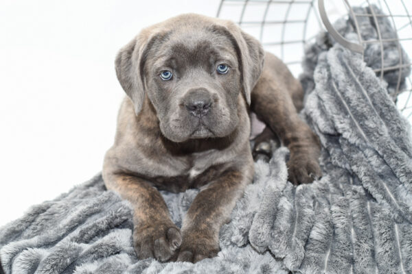 [#25898-04] - Blue Brindle M Cane Corso Puppies for Sale
