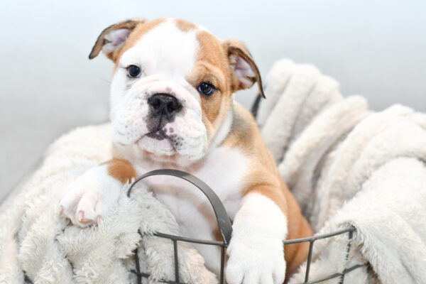 [#25551-02] - Red / White M English Bulldog Puppies for Sale