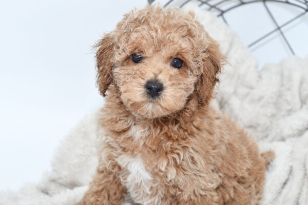[#25572-03] - Red F Poodle Toy Puppies for Sale