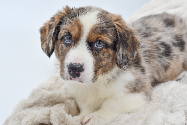[#25584-01] - Blue Merle M Cardigan Welsh Corgi Puppies for Sale