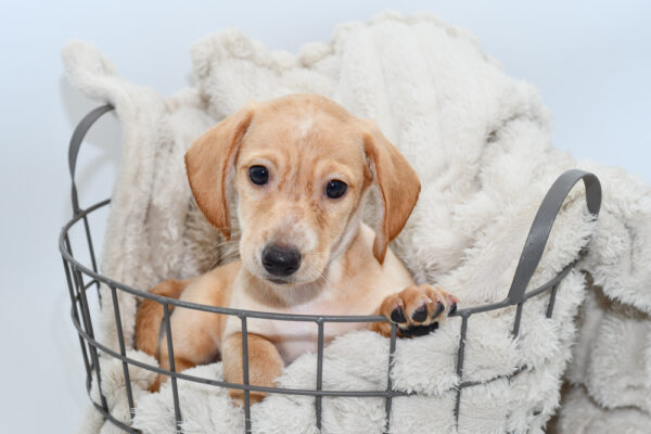 [#25665-02] - Cream M Dachshund Puppies for Sale
