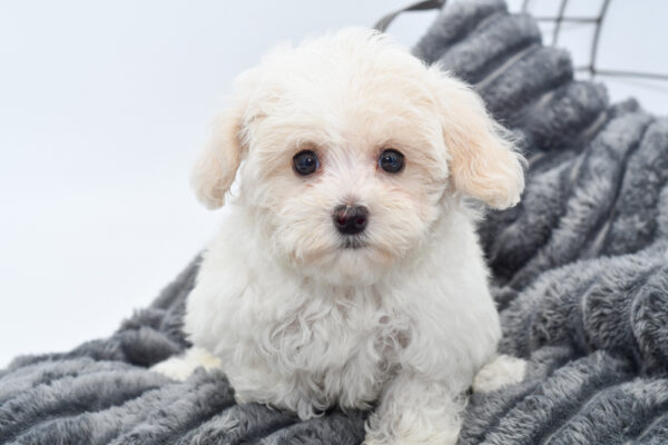 [#25500-02] - White F Poochon Puppies for Sale
