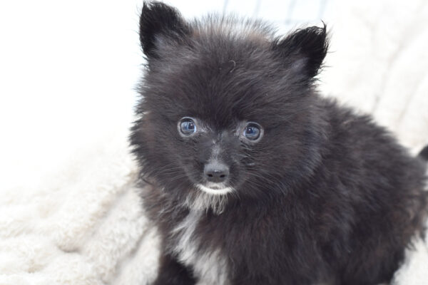 [#25619-01] - Black M Pomeranian Puppies for Sale