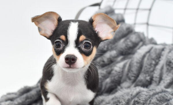 [#25643-02] - Black / White M Chihuahua Puppies for Sale