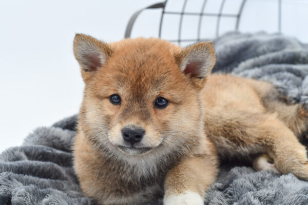 [#25655-02] - Red F Shiba Inu Puppies for Sale